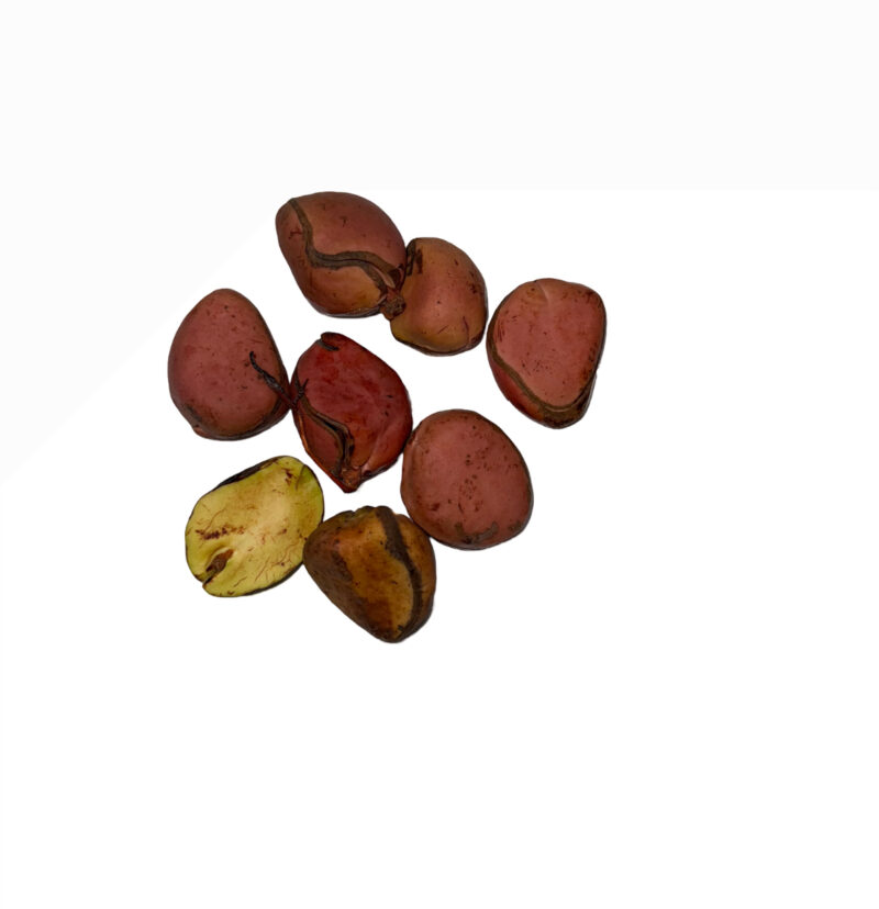 African Kola nut